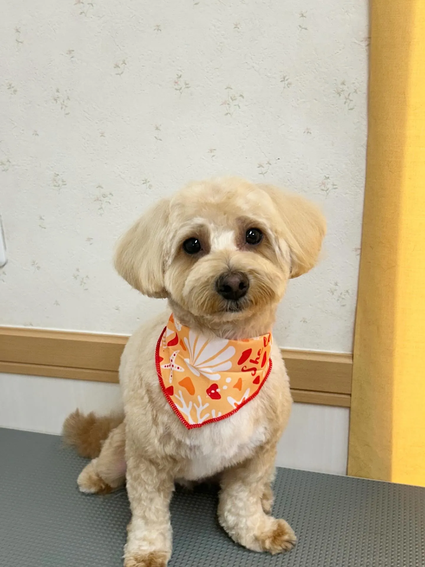 犬のトリミング✂️