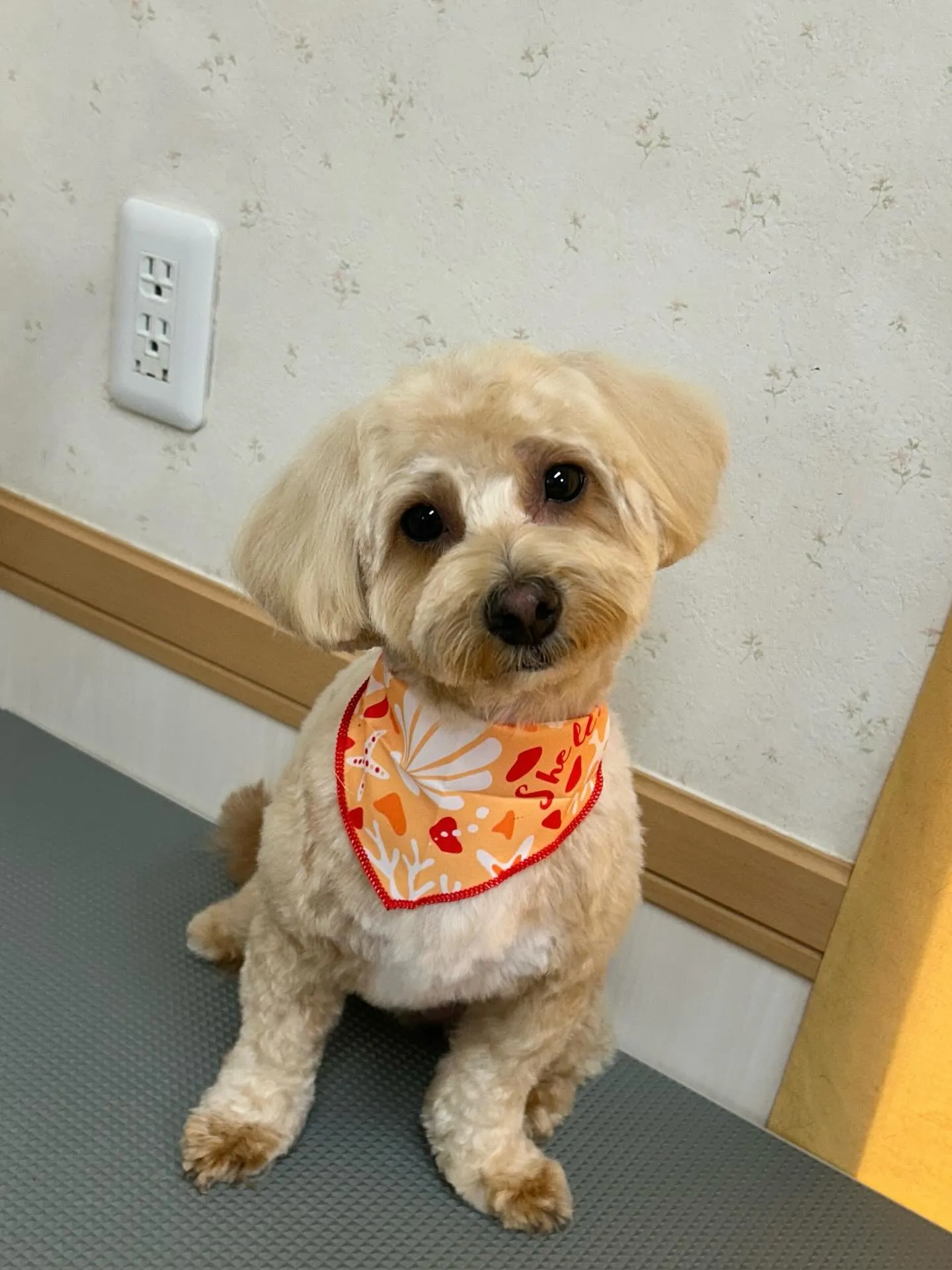 犬のトリミング✂️