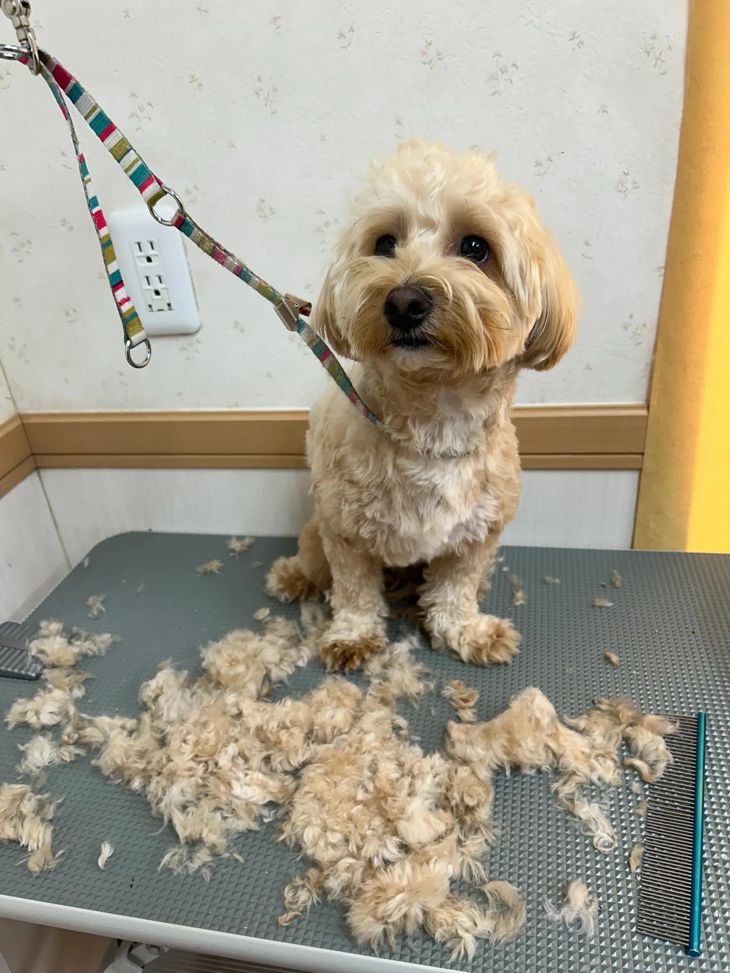 犬のトリミング✂️