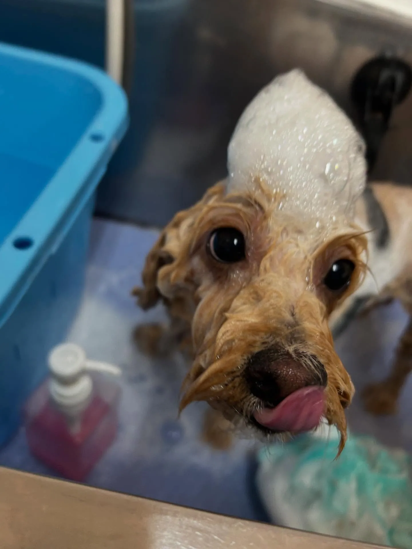 犬のトリミング✂️