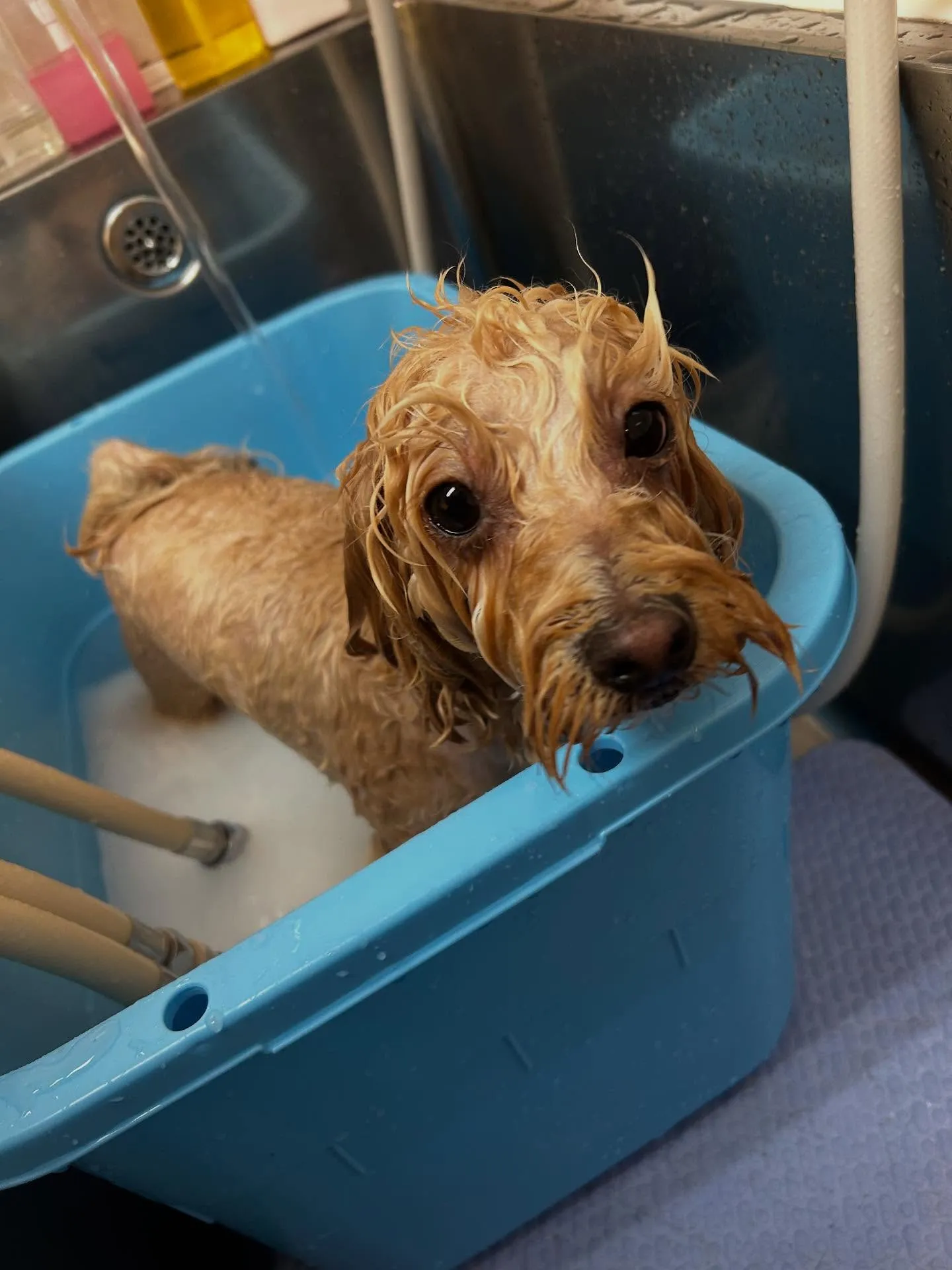 犬のトリミング✂️