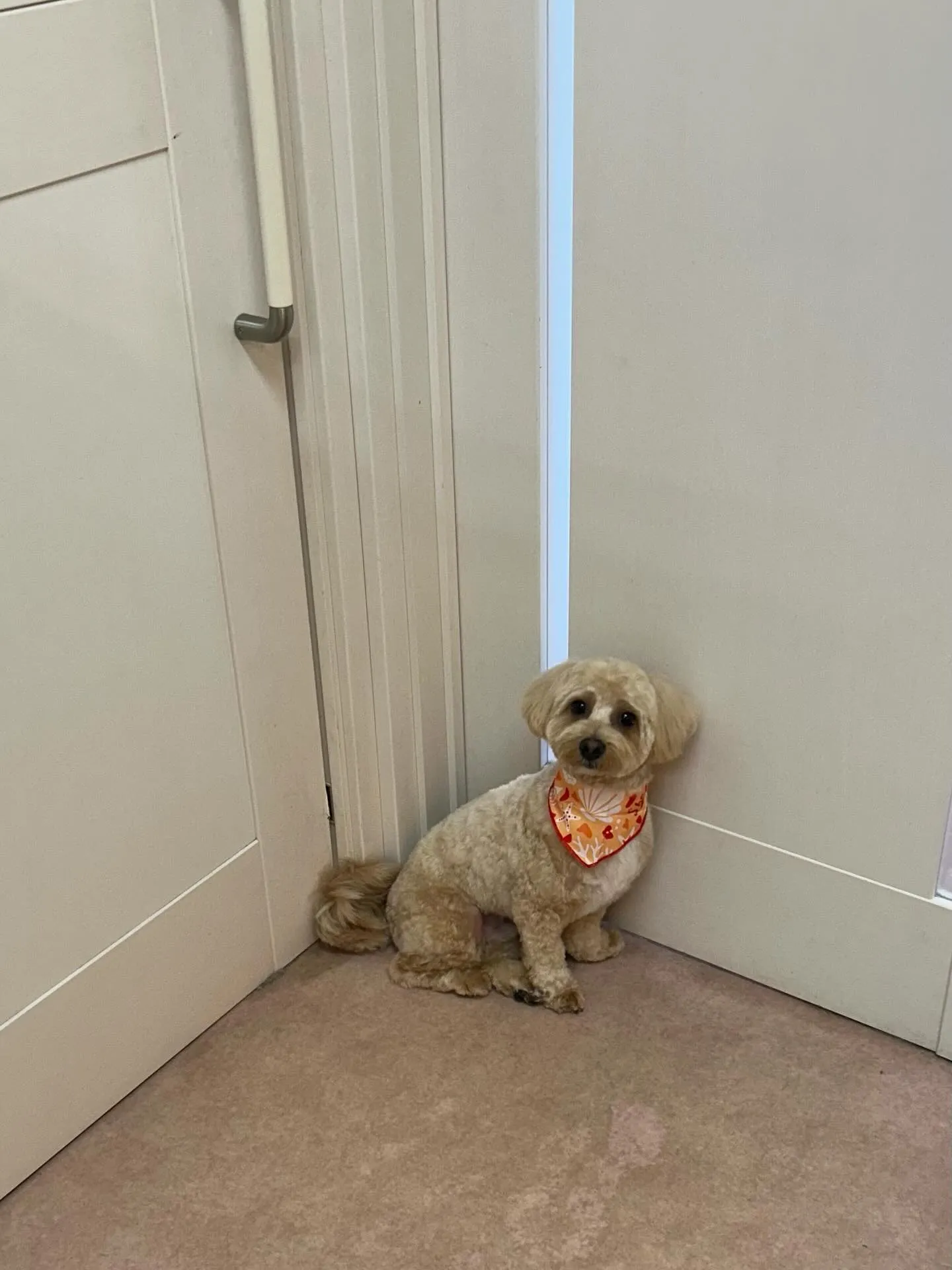 犬のトリミング✂️