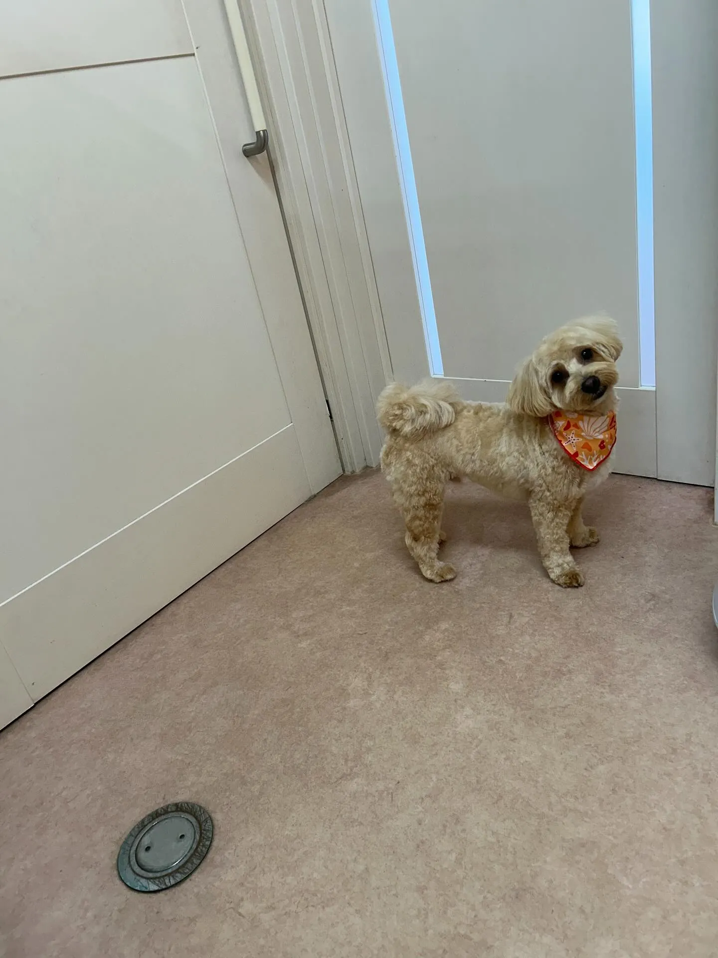 犬のトリミング✂️