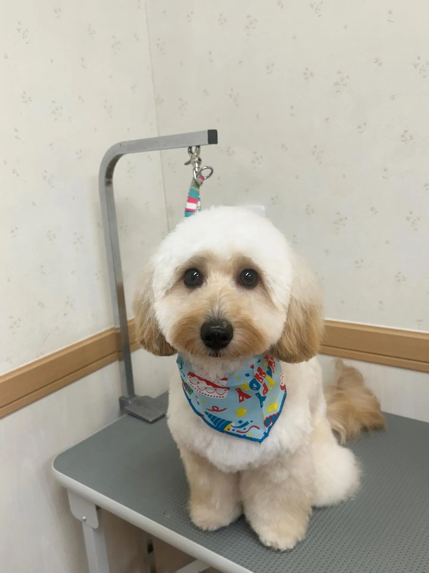 犬のトリミング✂️