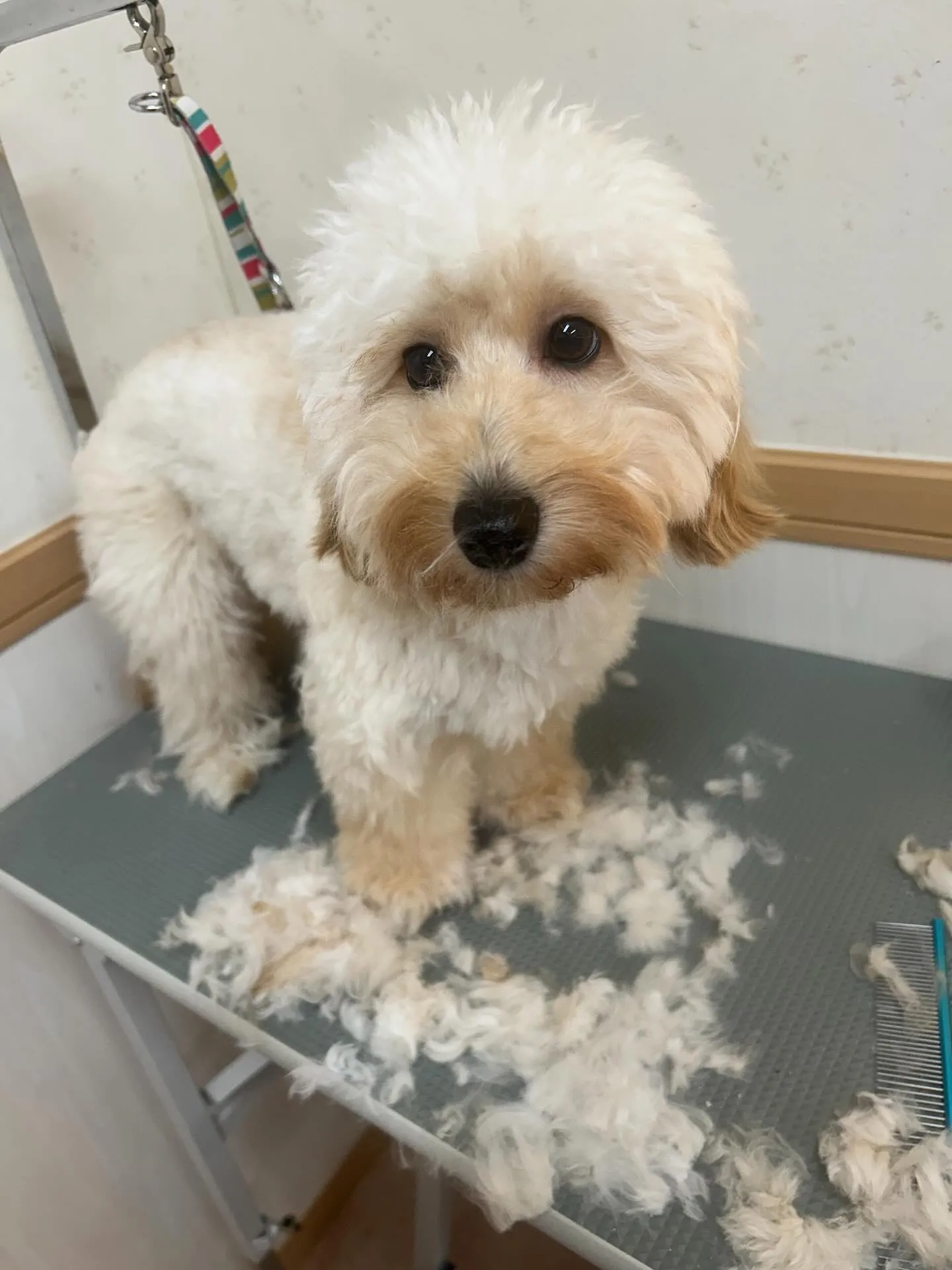 犬のトリミング✂️