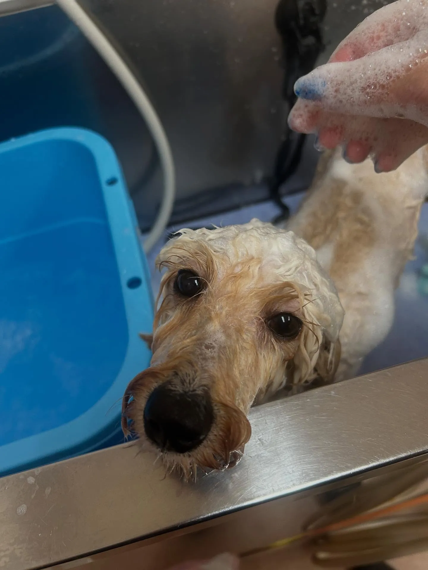 犬のトリミング✂️