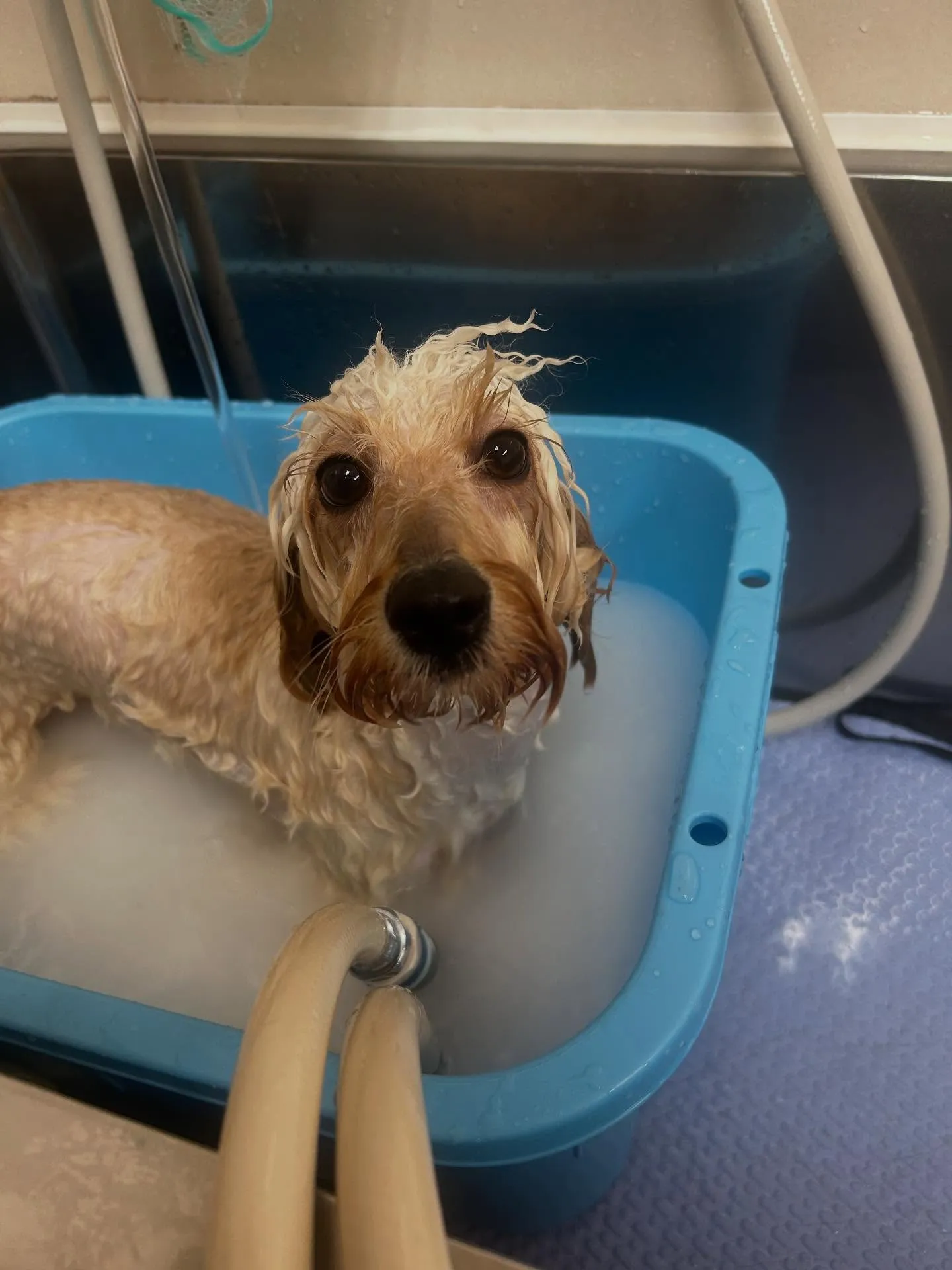 犬のトリミング✂️