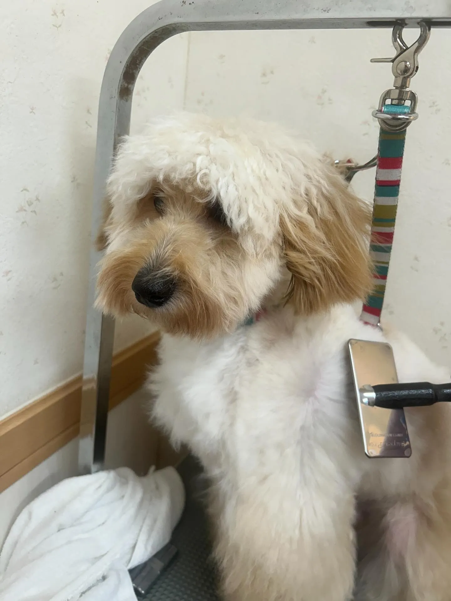 犬のトリミング✂️