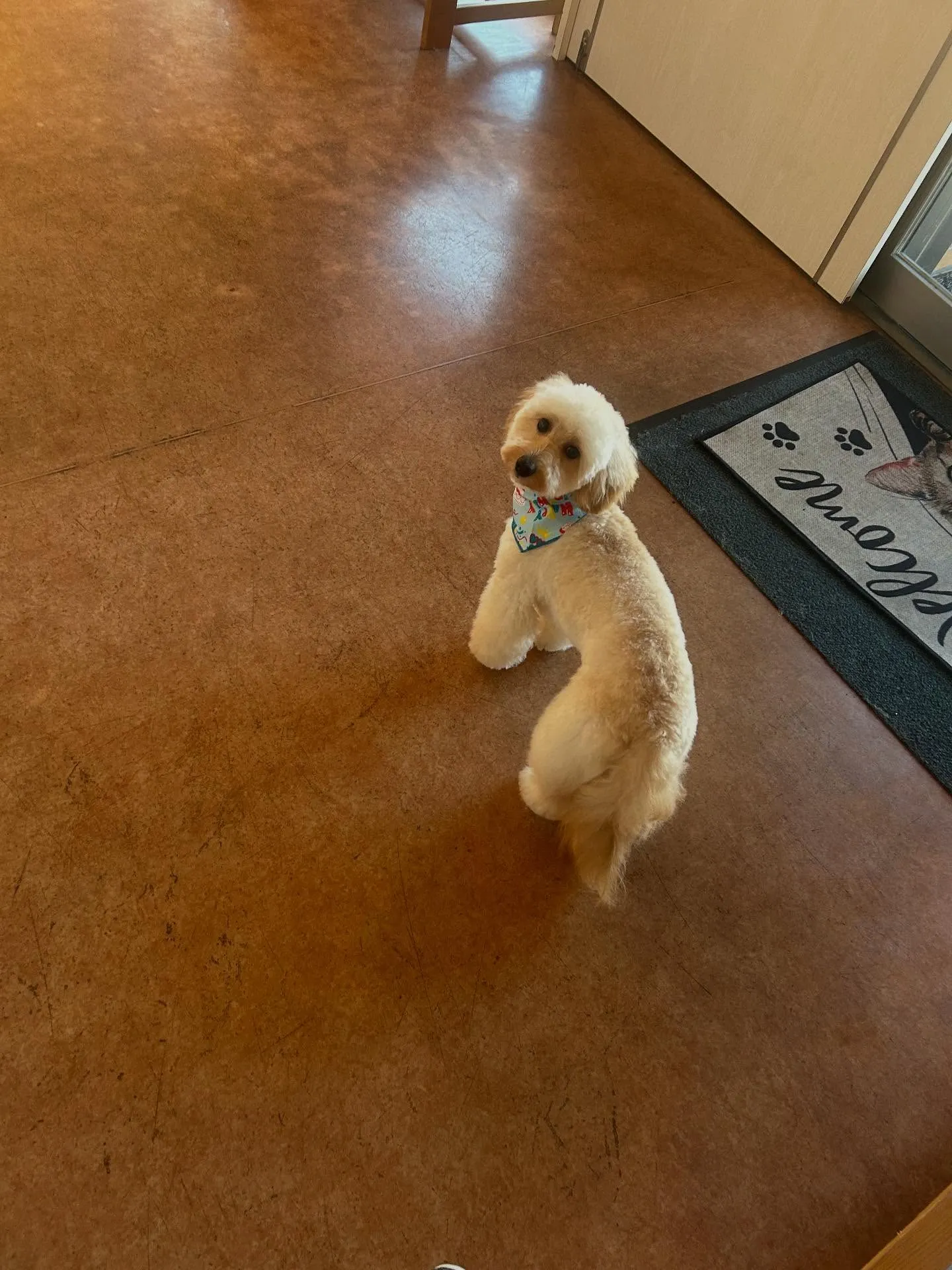 犬のトリミング✂️