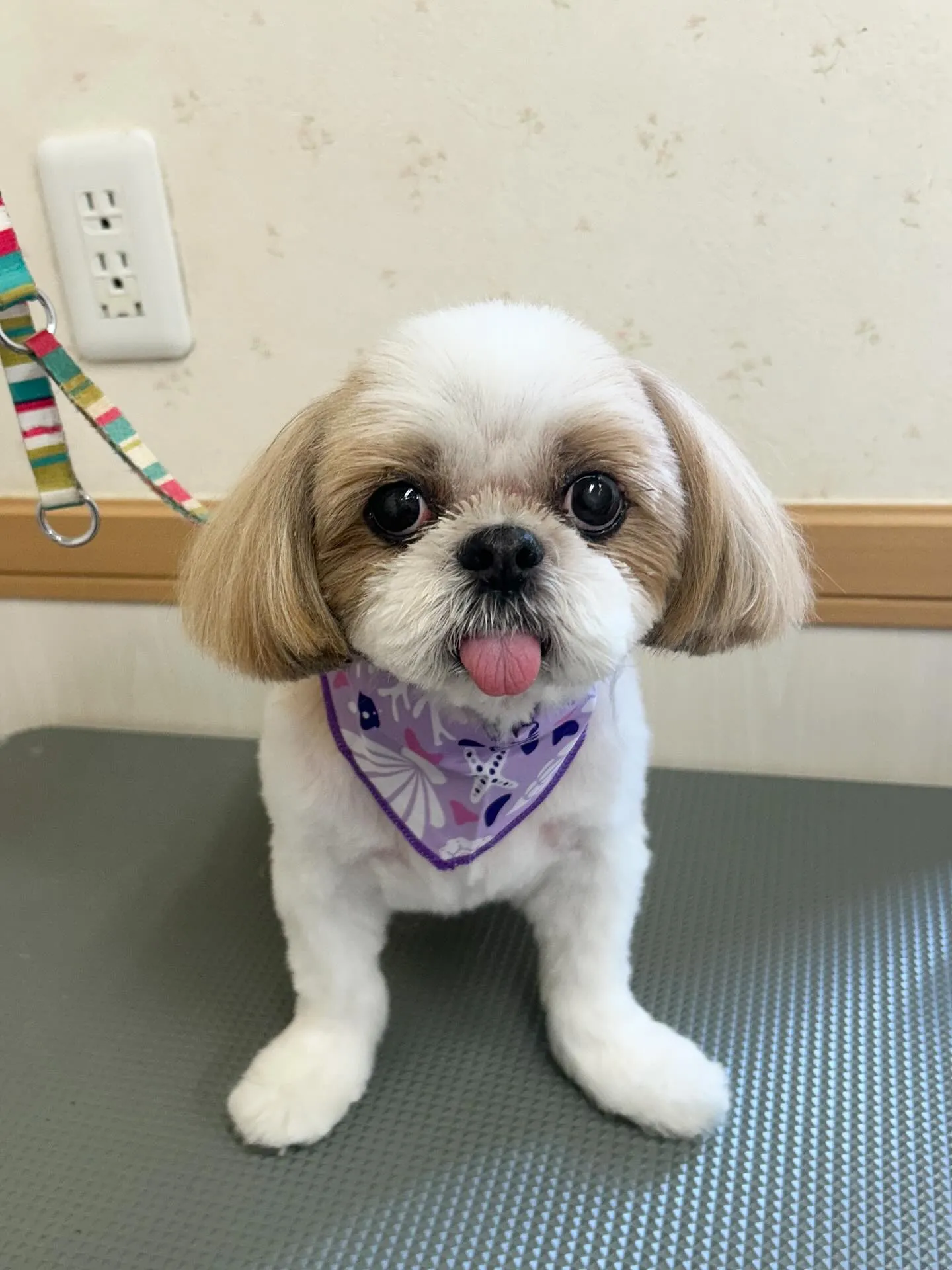 犬のトリミング✂️