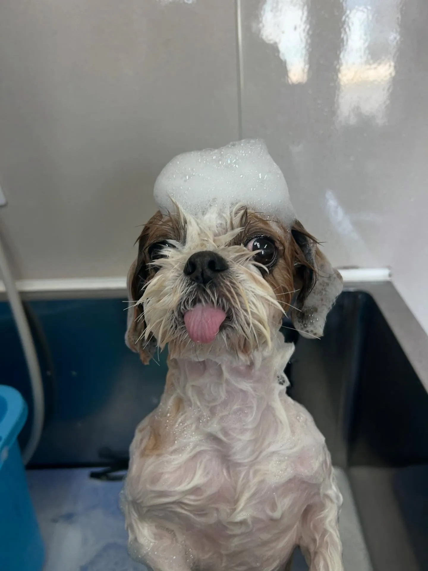 犬のトリミング✂️