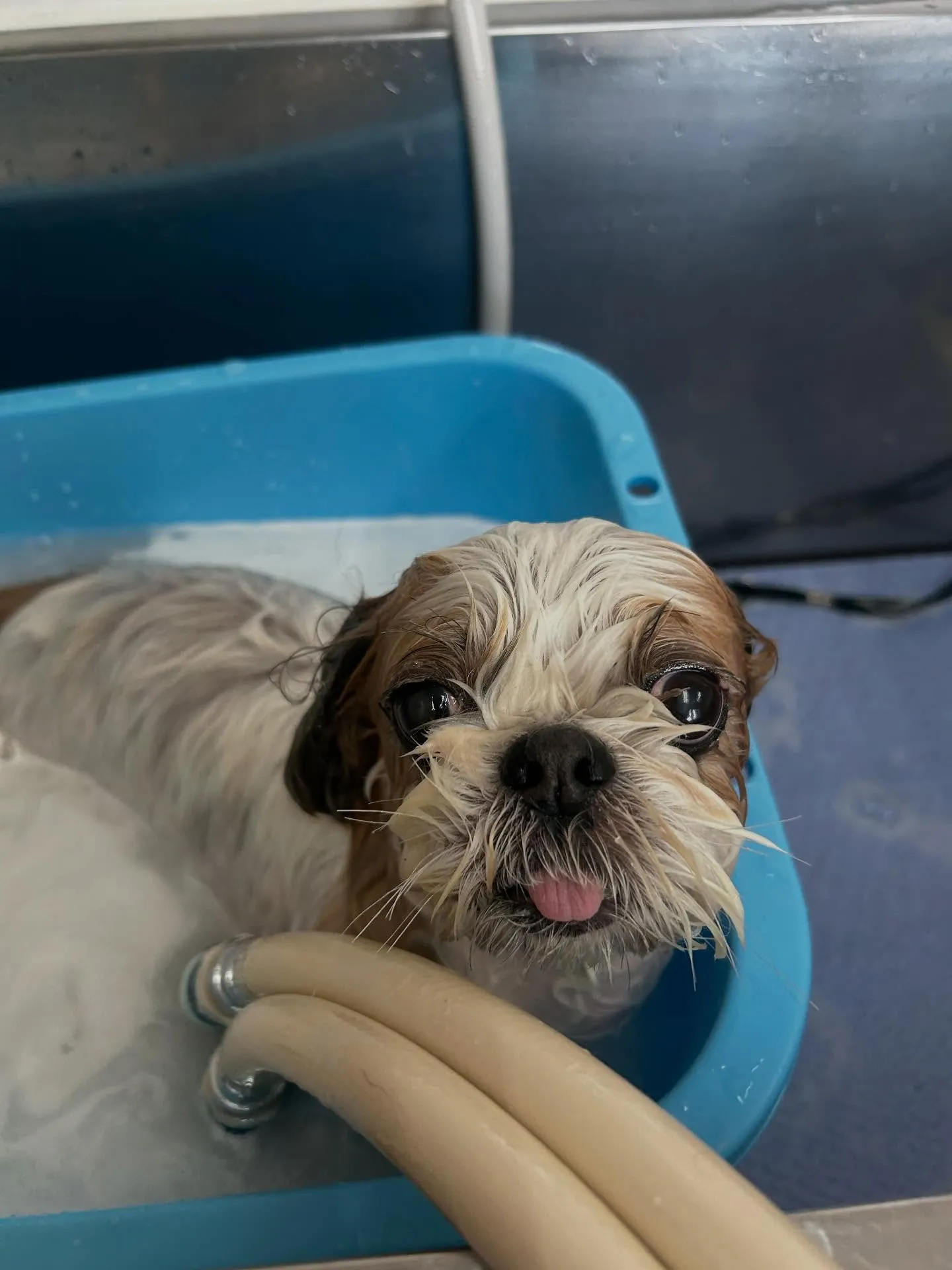 犬のトリミング✂️