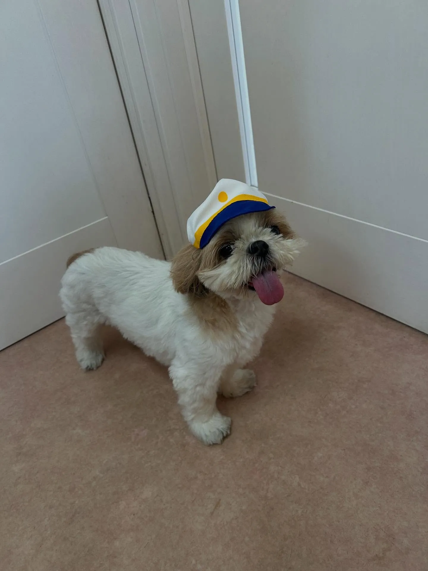 犬のトリミング✂️