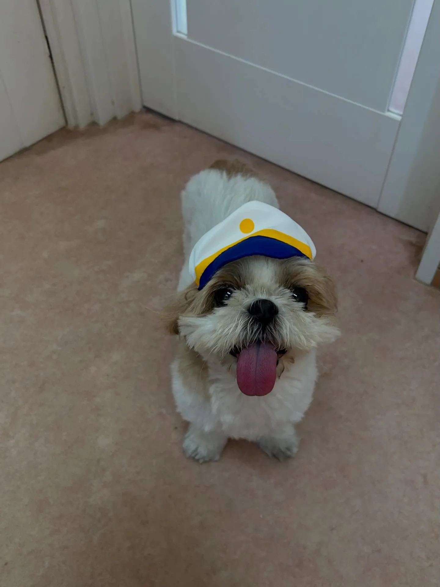 犬のトリミング✂️