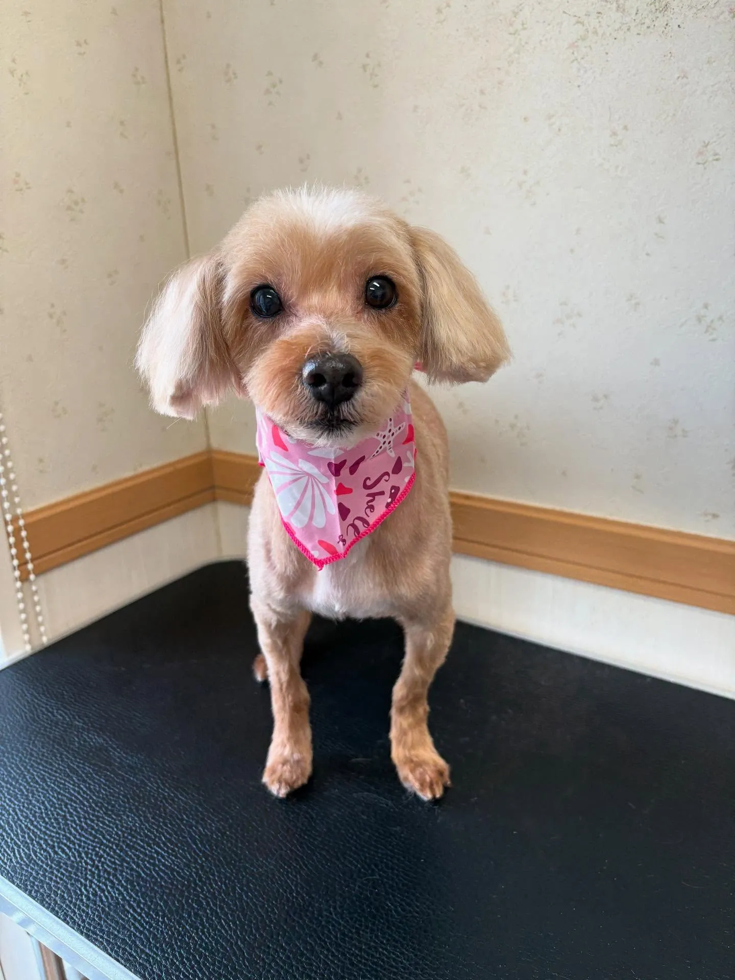犬のトリミング✂️