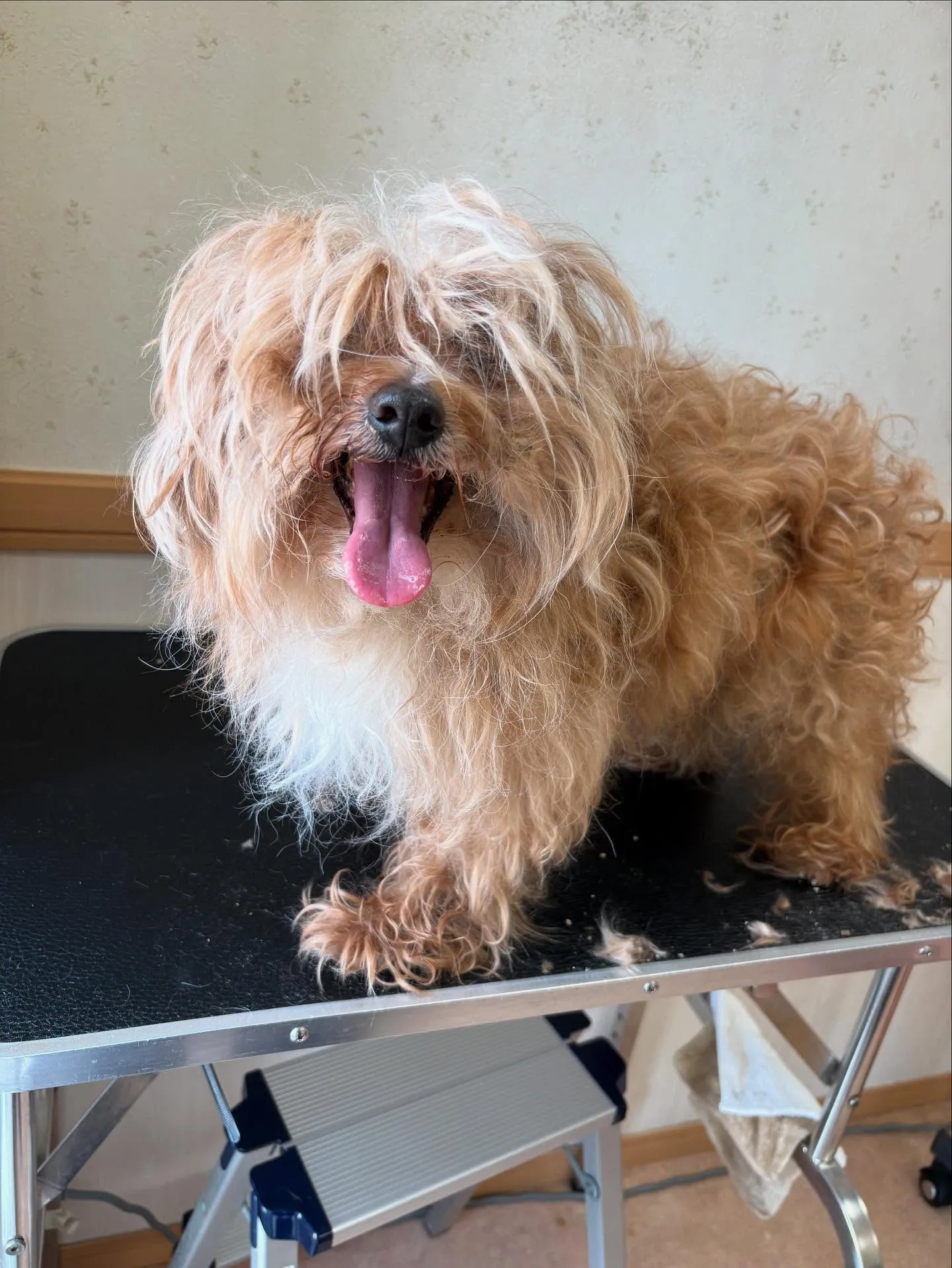 犬のトリミング✂️
