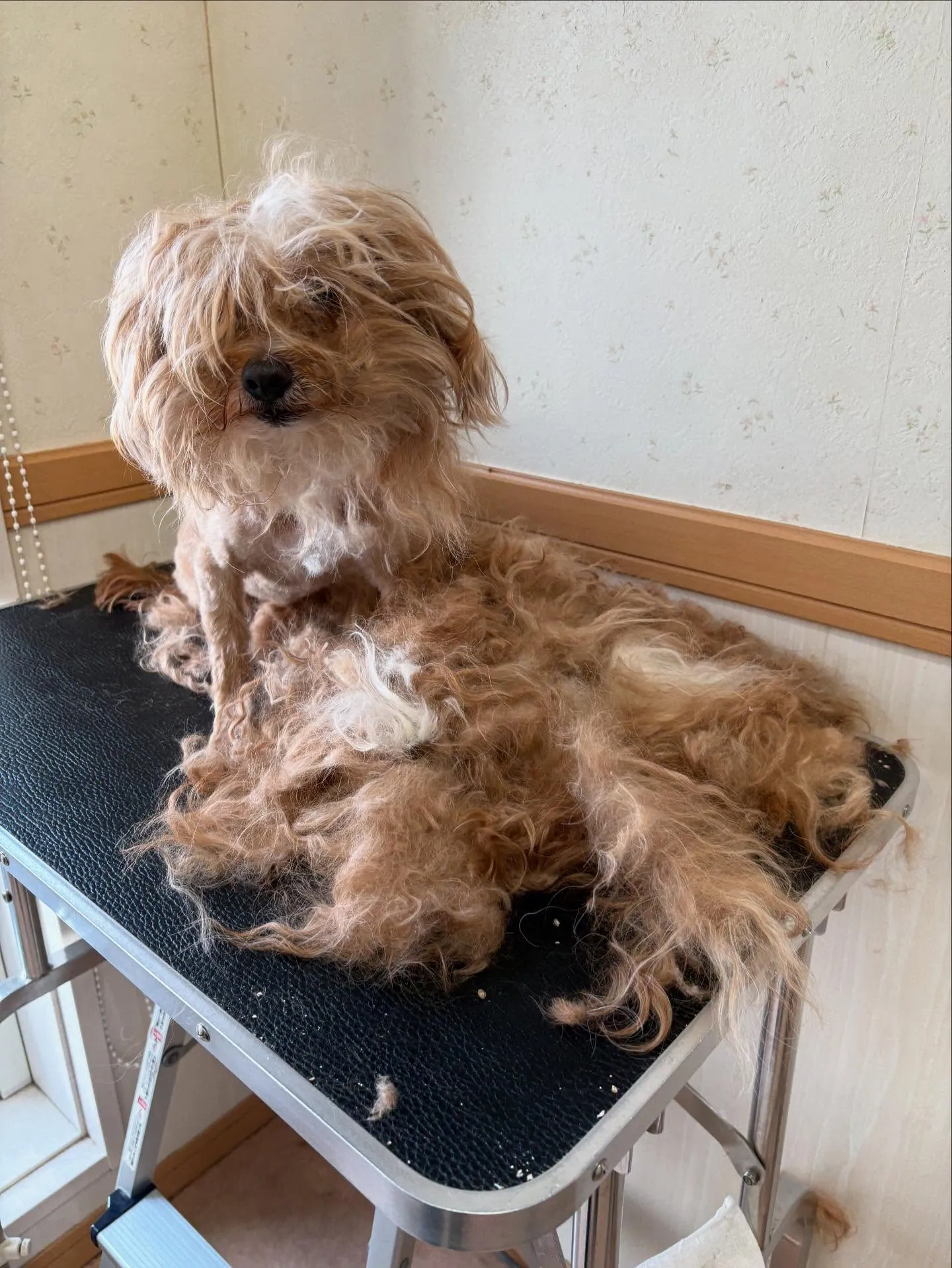 犬のトリミング✂️