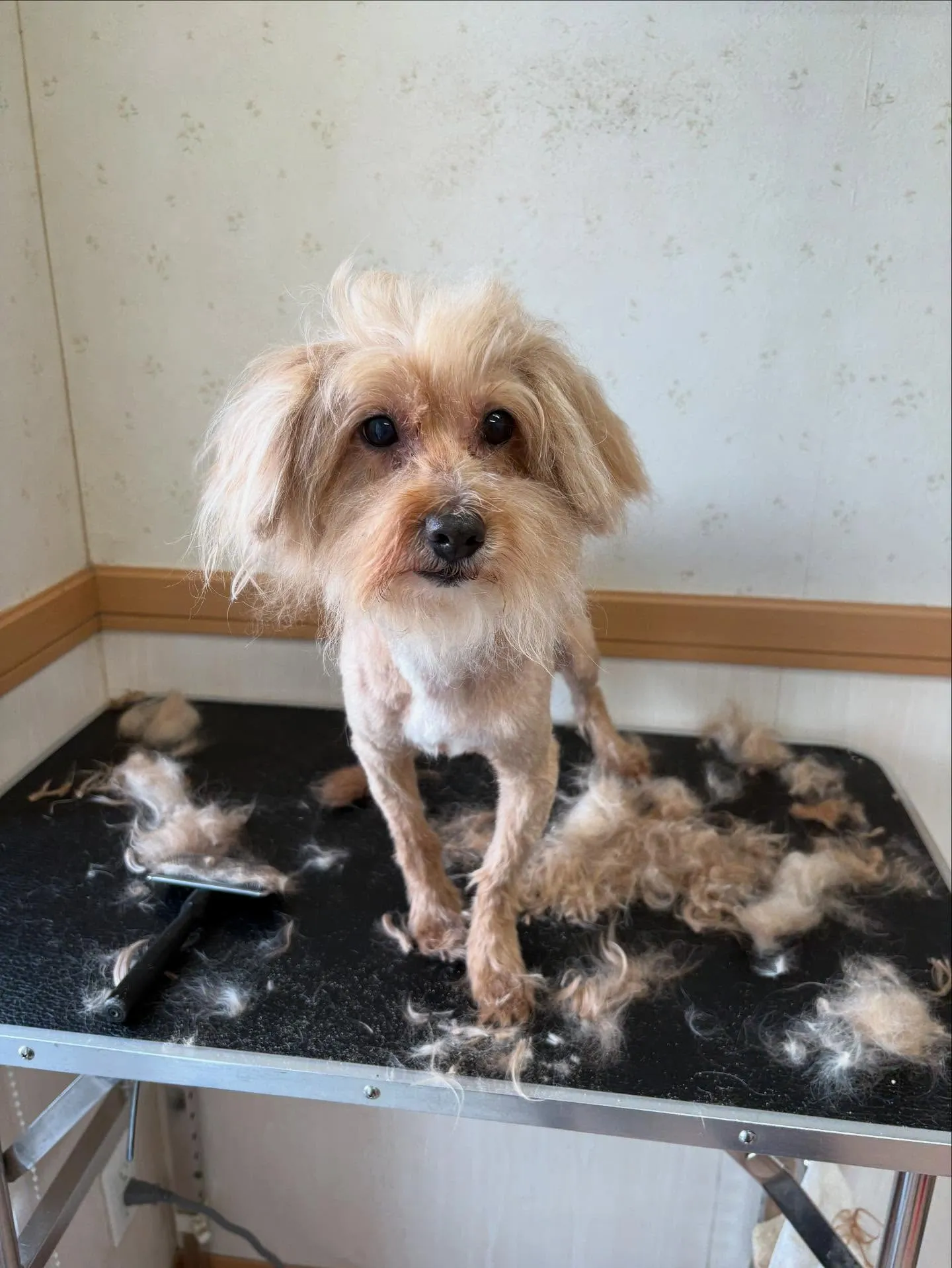 犬のトリミング✂️