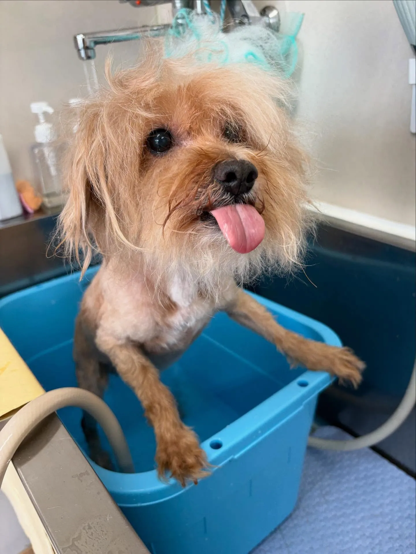 犬のトリミング✂️