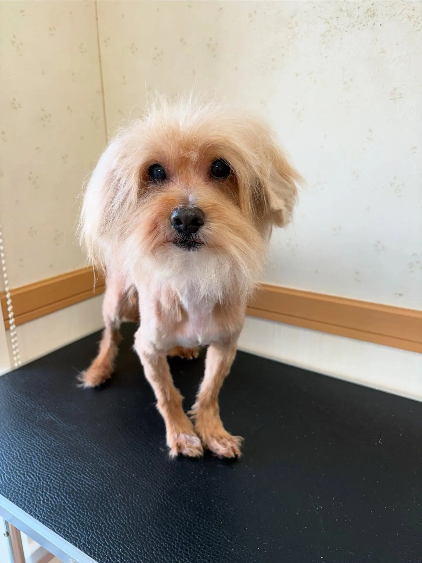 犬のトリミング✂️