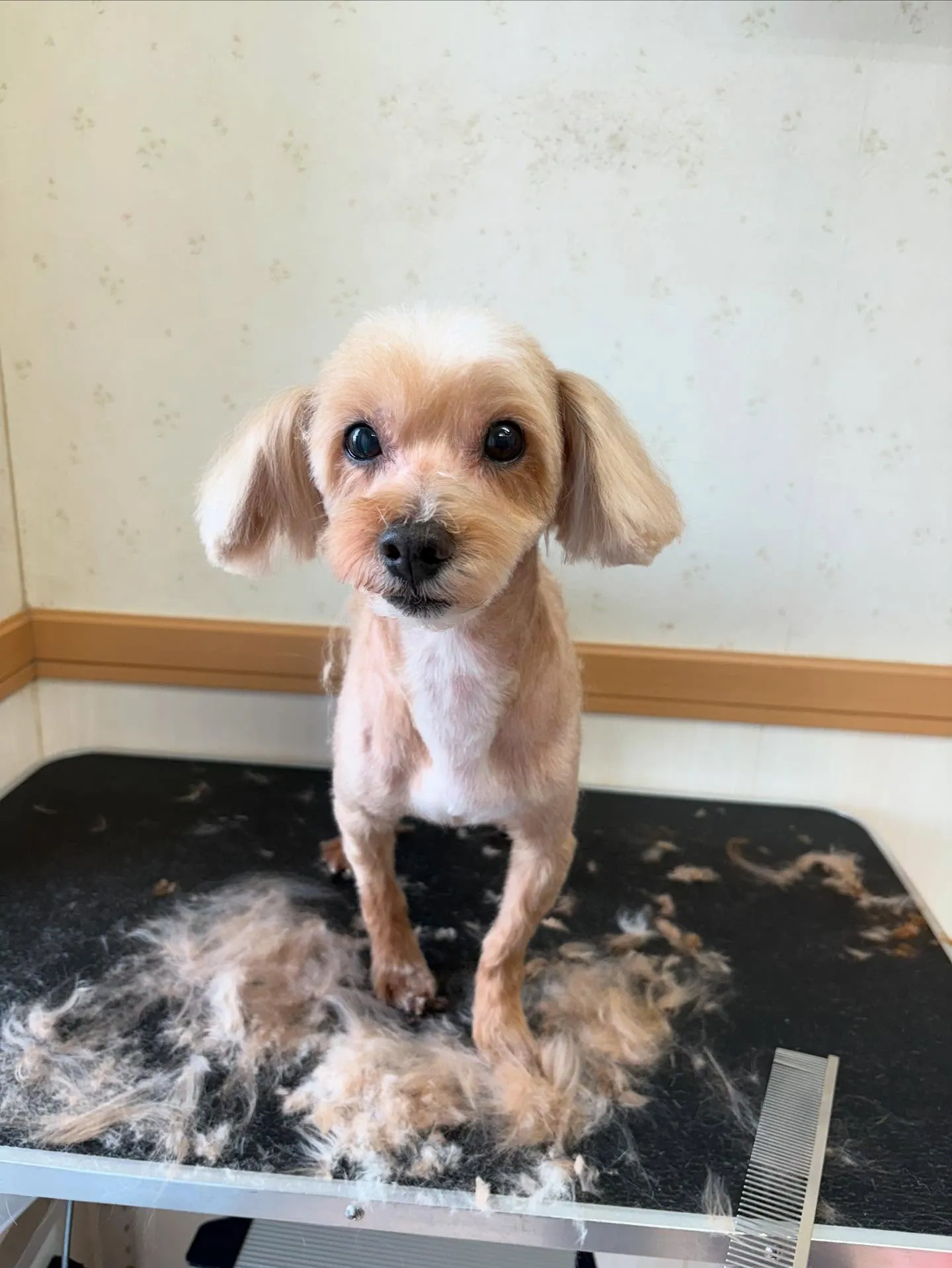 犬のトリミング✂️