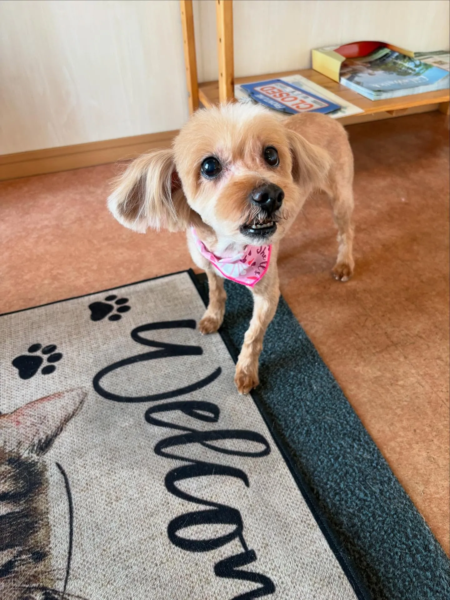 犬のトリミング✂️