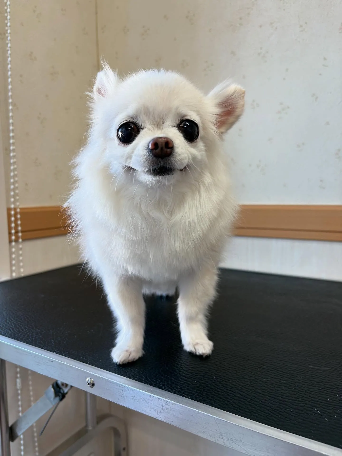 犬のシャンプー🫧