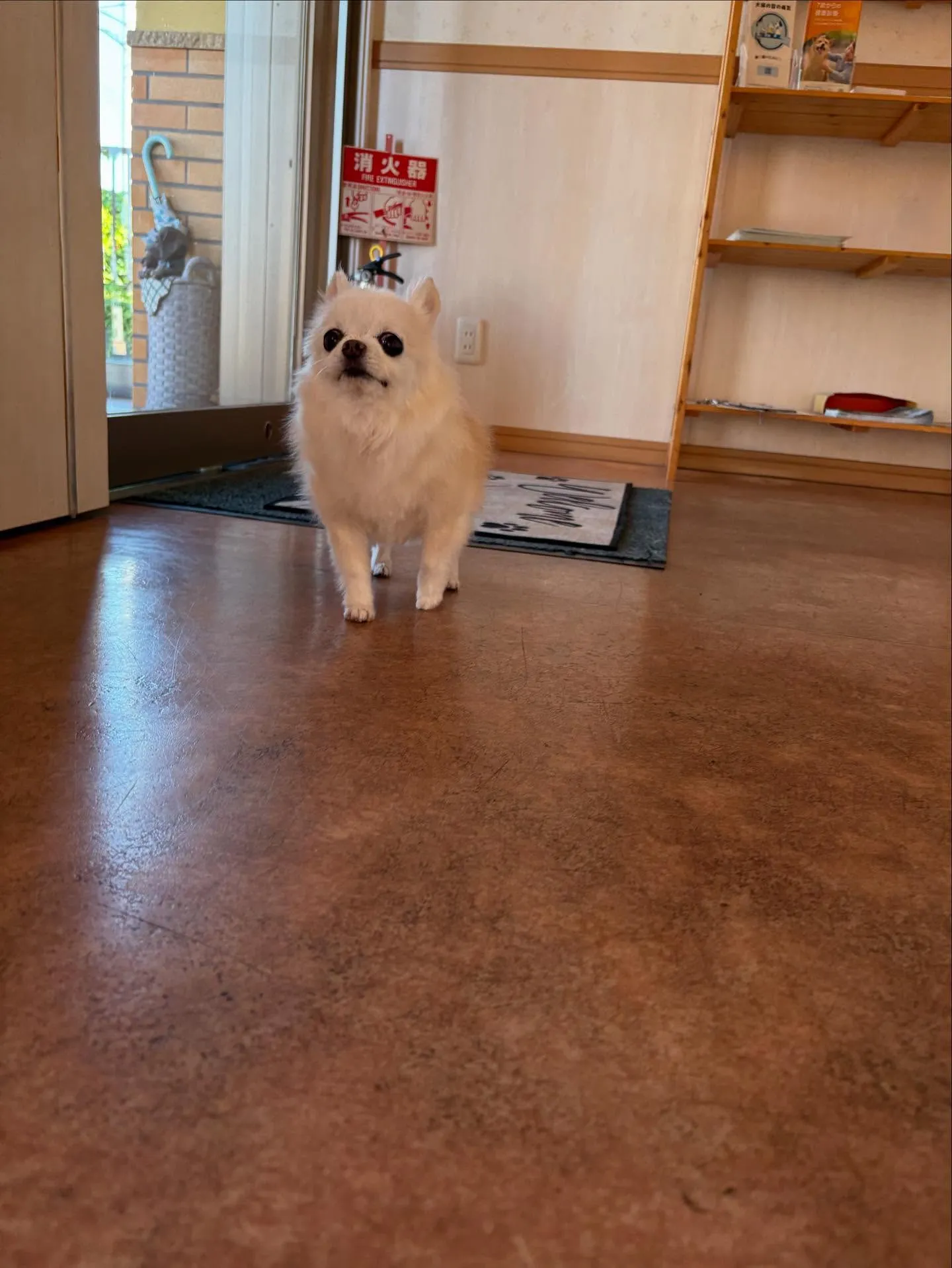 犬のシャンプー🫧