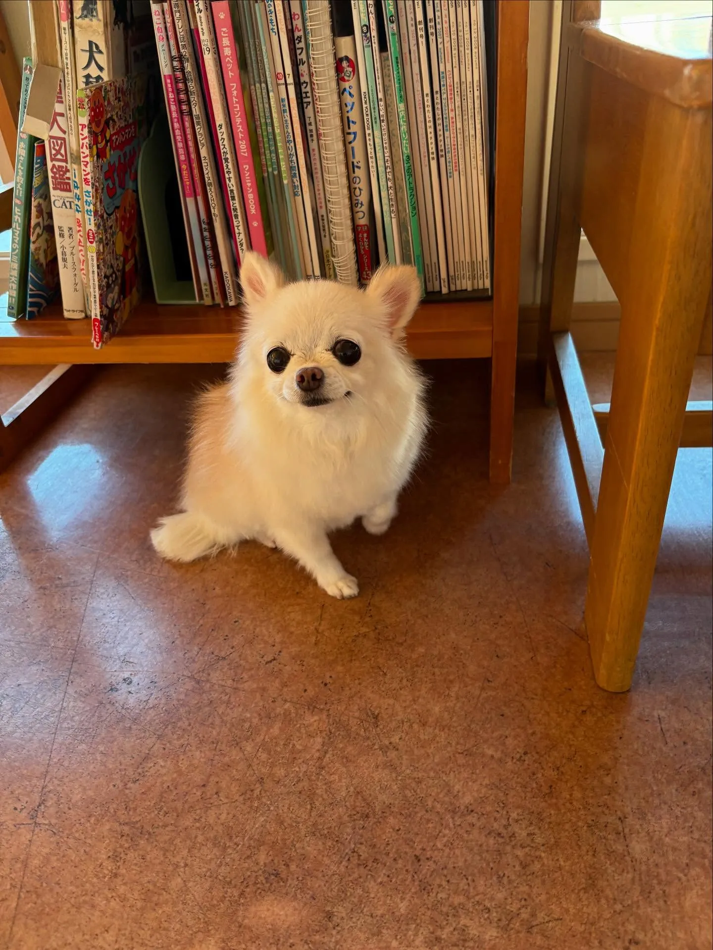 犬のシャンプー🫧