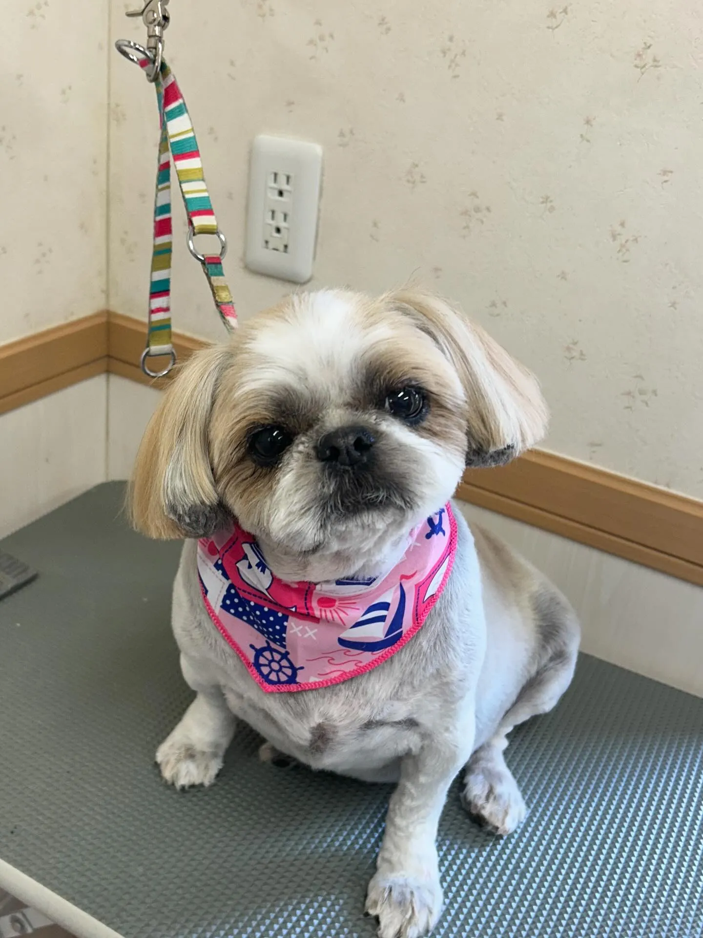 犬のトリミング✂️