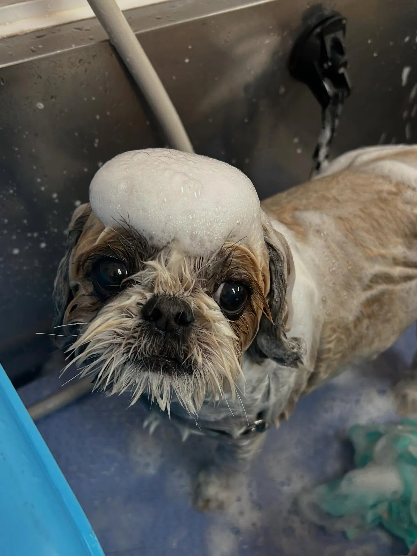 犬のトリミング✂️