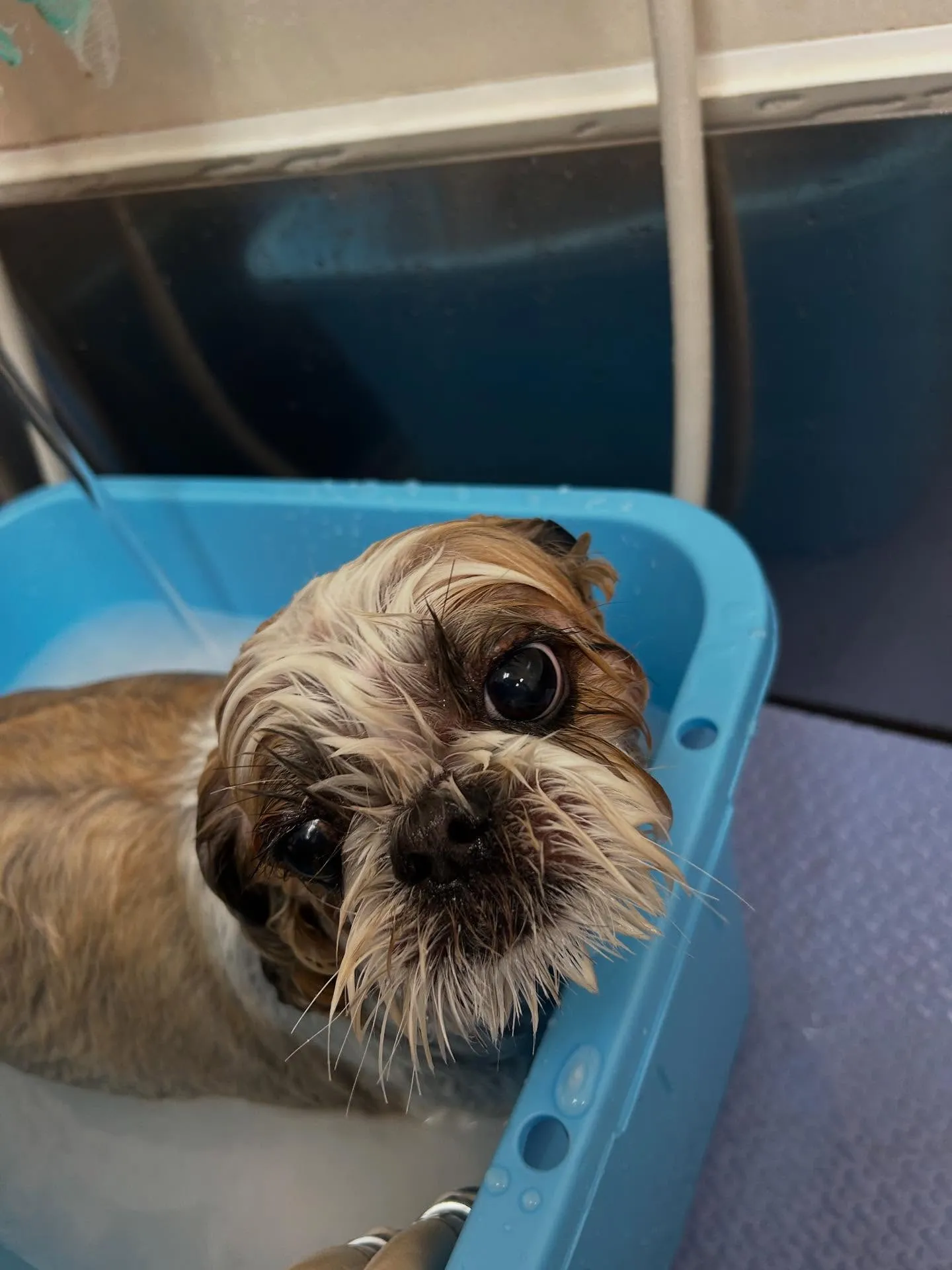 犬のトリミング✂️