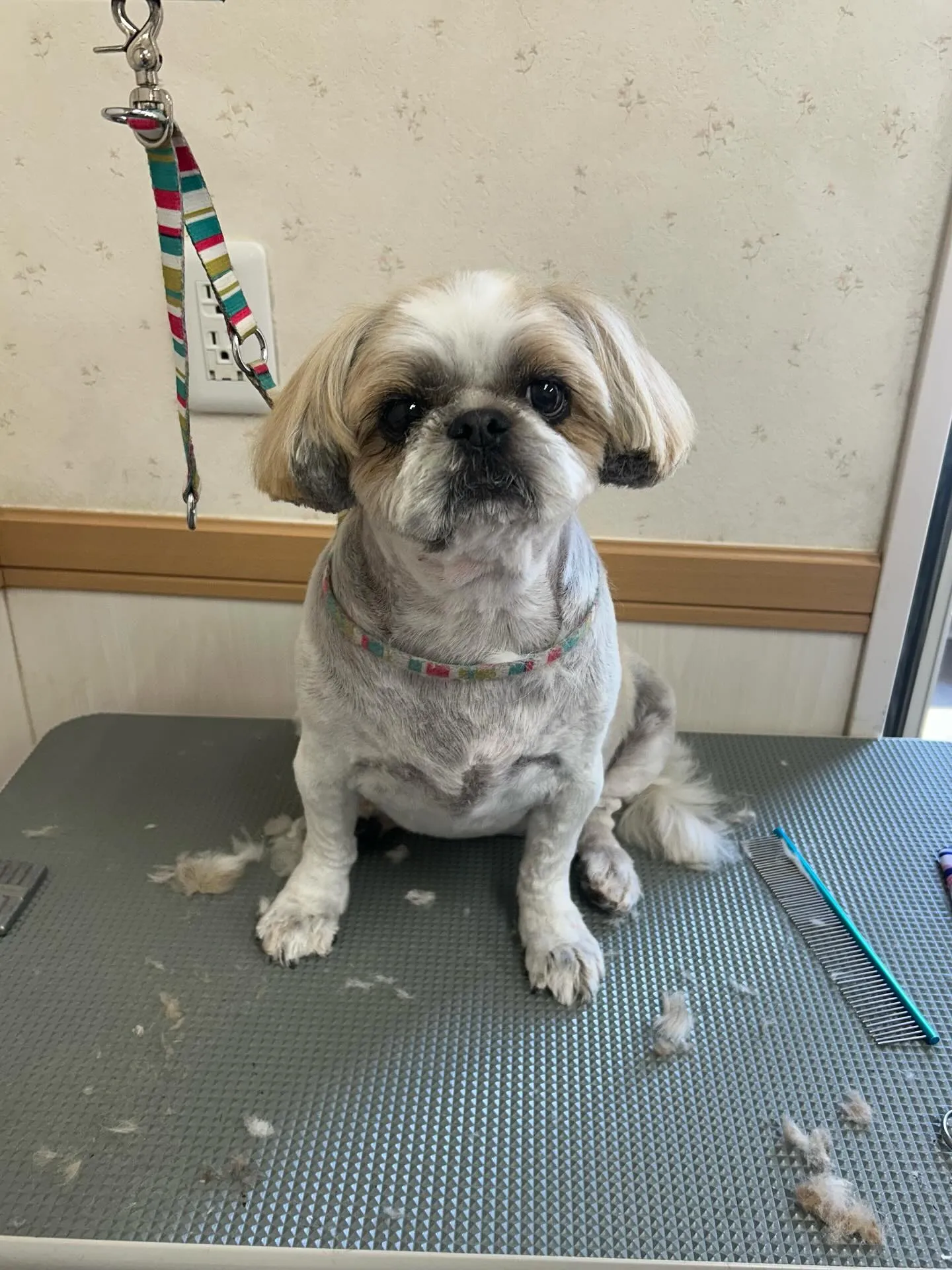 犬のトリミング✂️