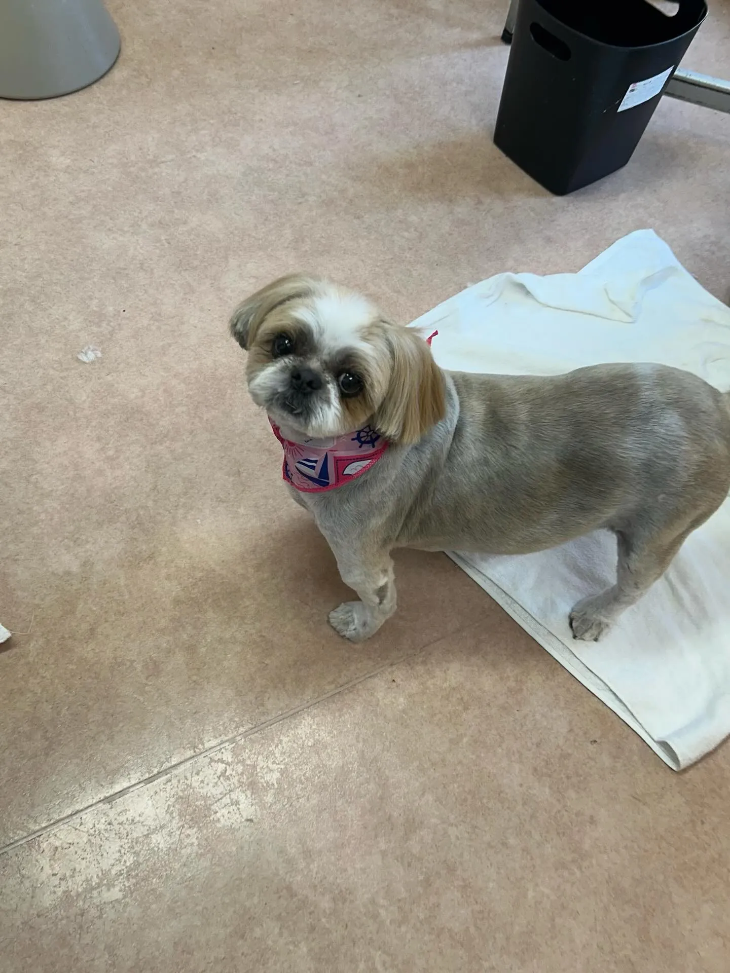 犬のトリミング✂️