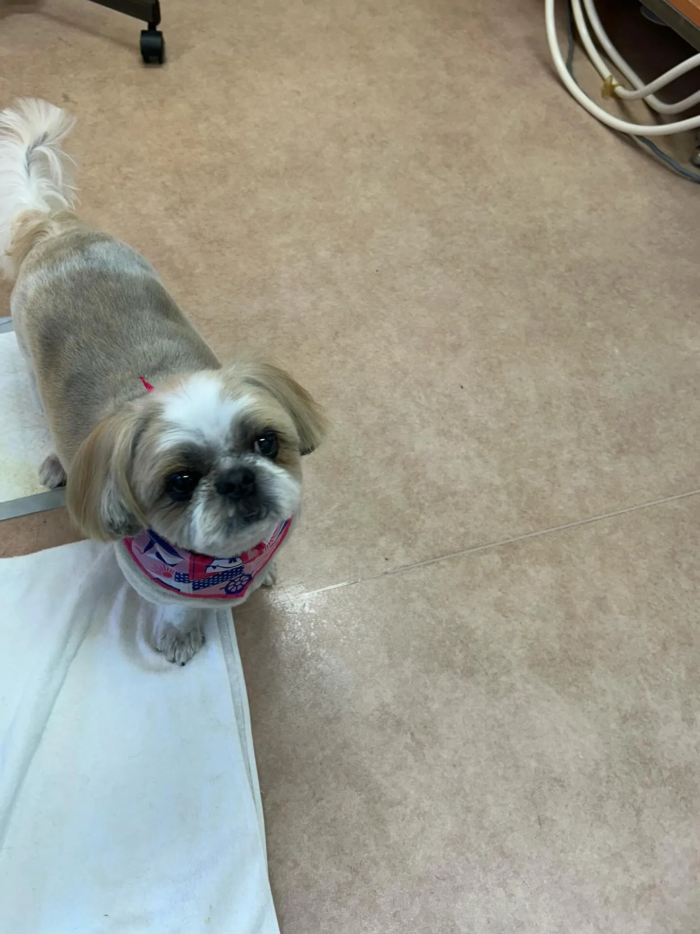 犬のトリミング✂️