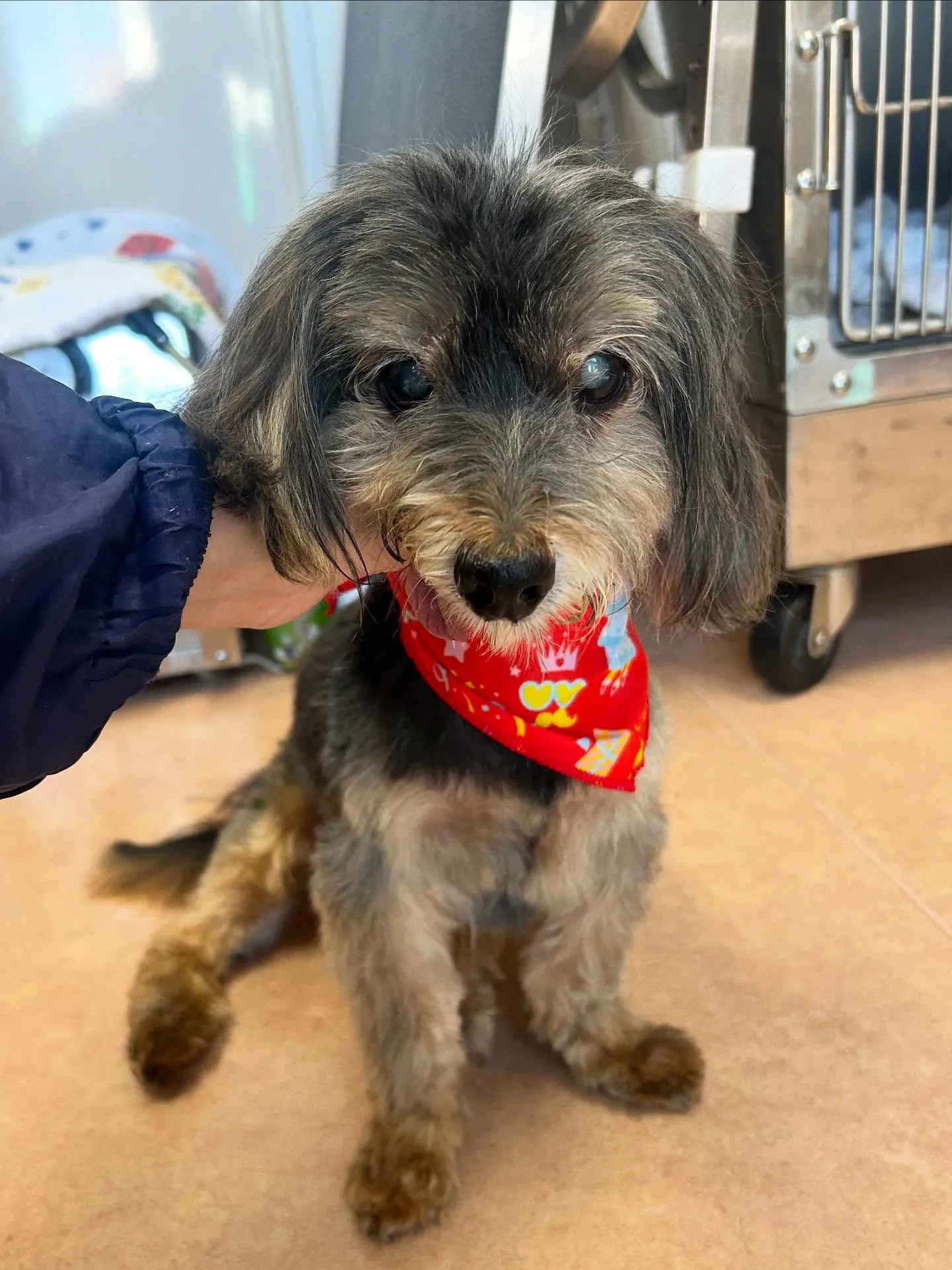 犬のトリミング✂️