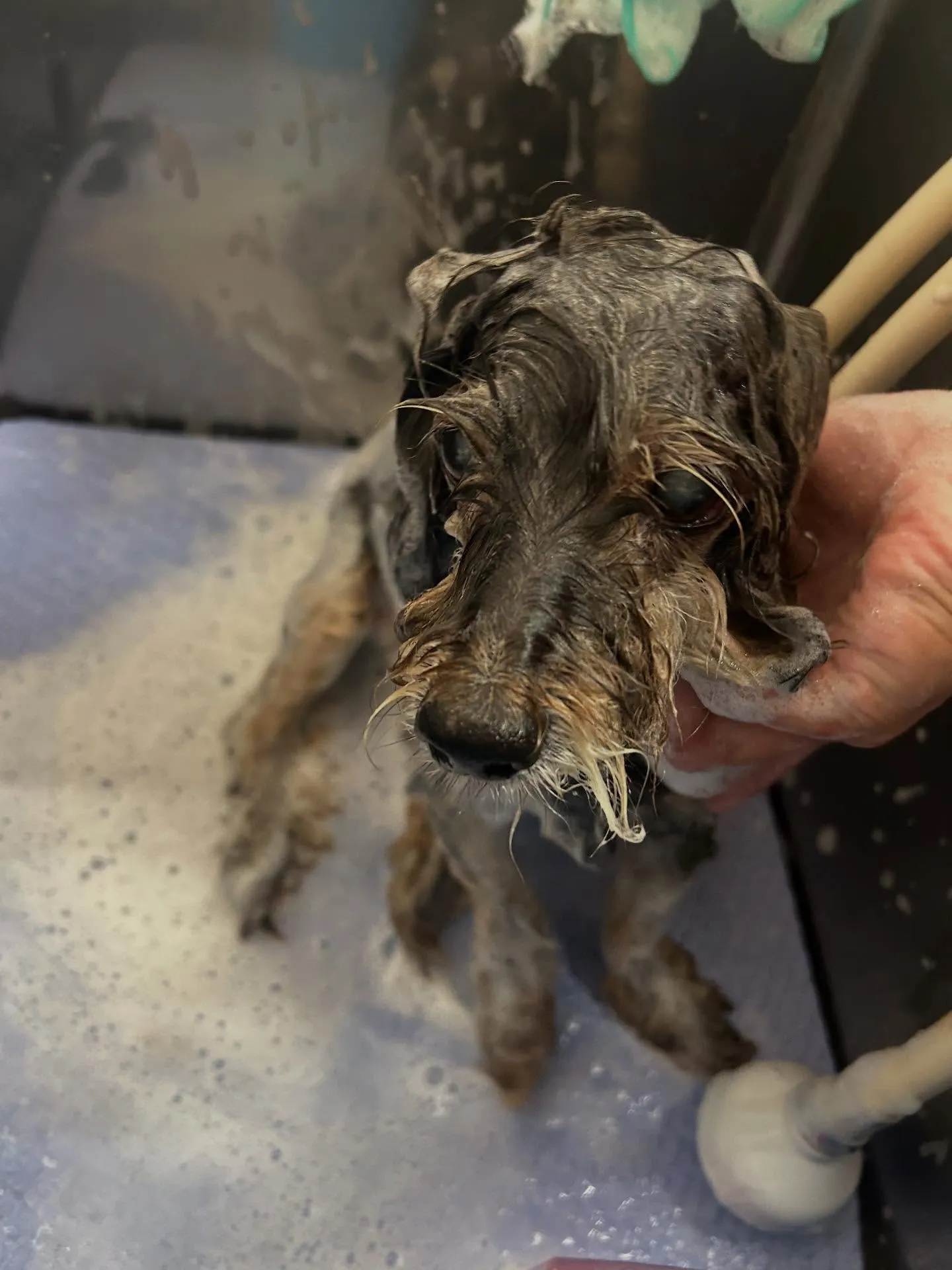 犬のトリミング✂️