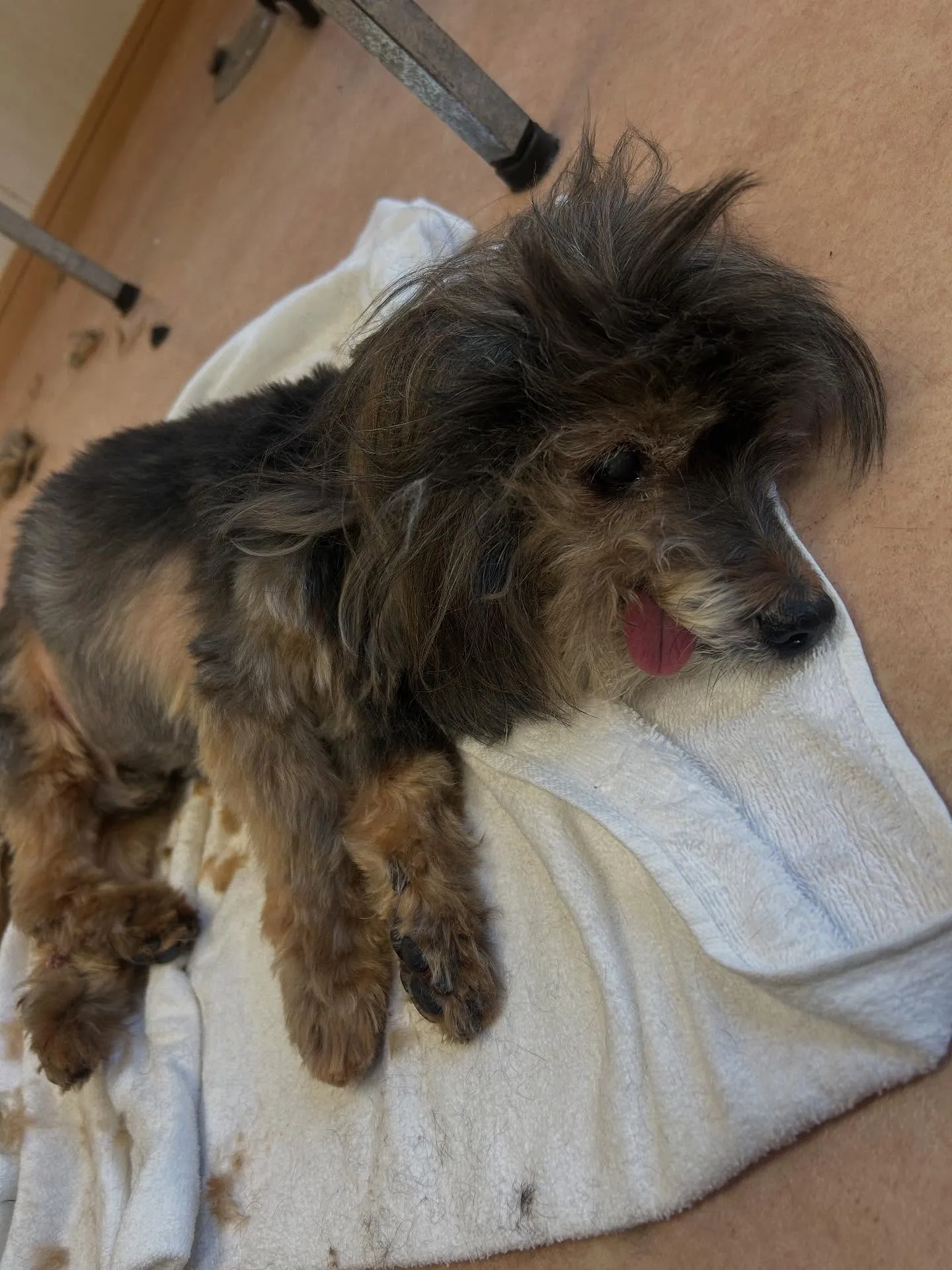 犬のトリミング✂️