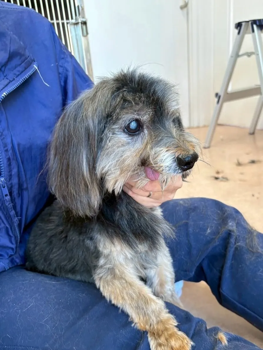 犬のトリミング✂️