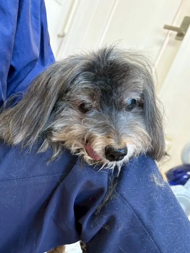 犬のトリミング✂️