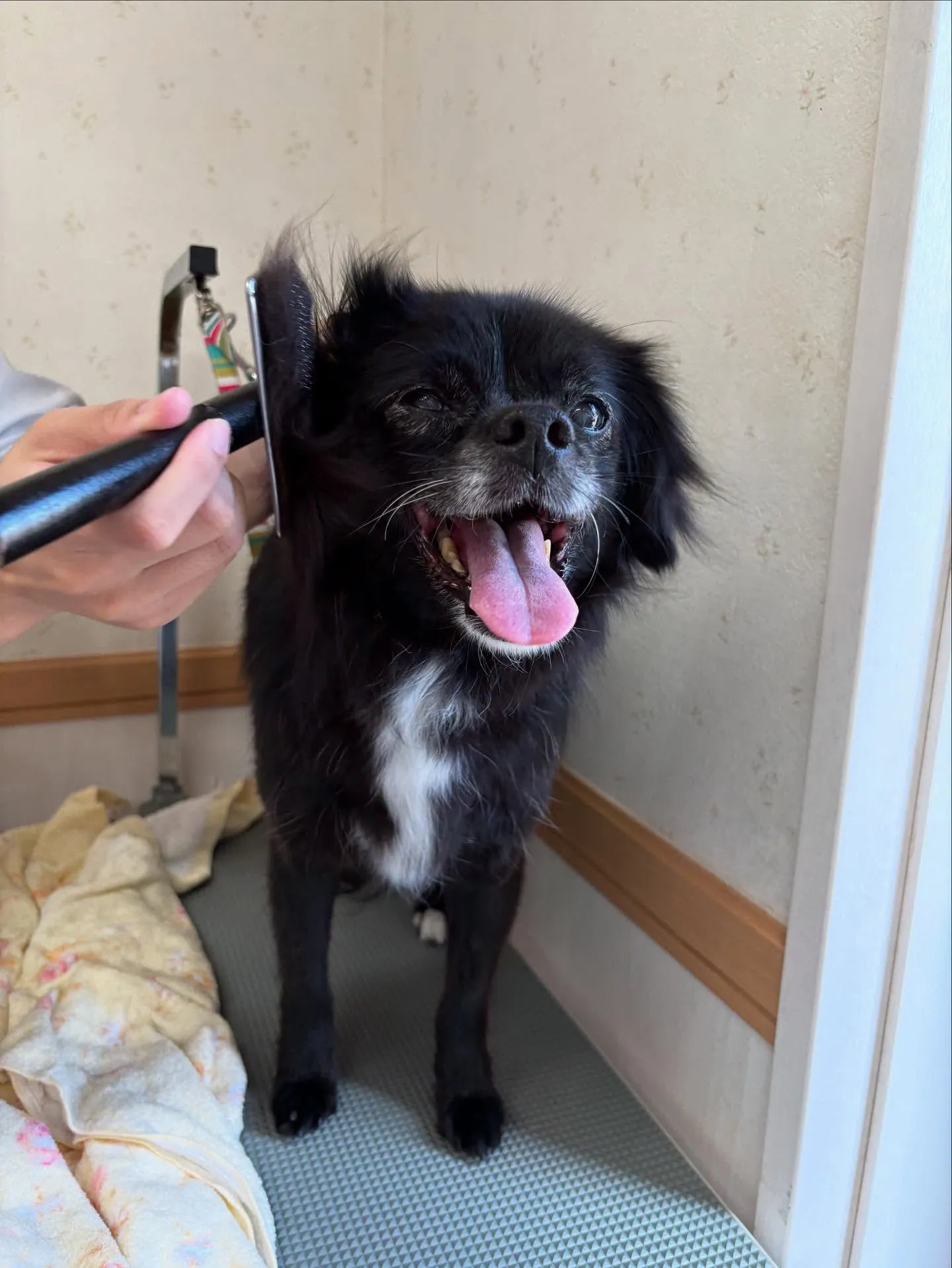 犬のシャンプー🫧