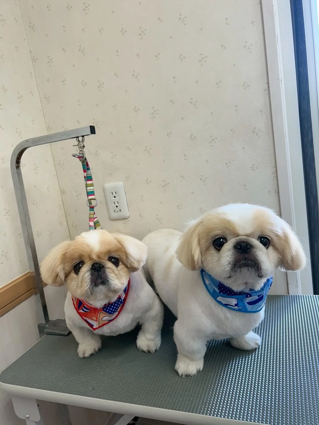 犬のトリミング✂️