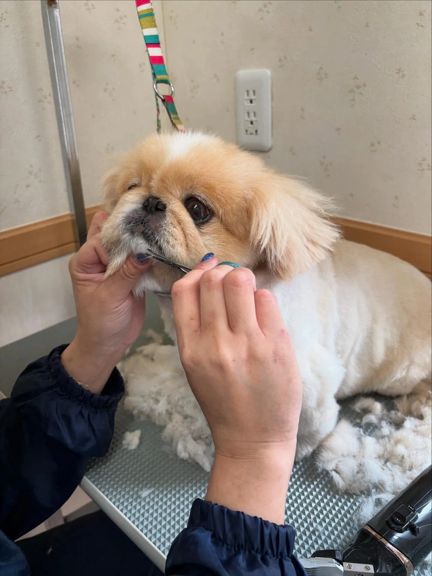 犬のトリミング✂️