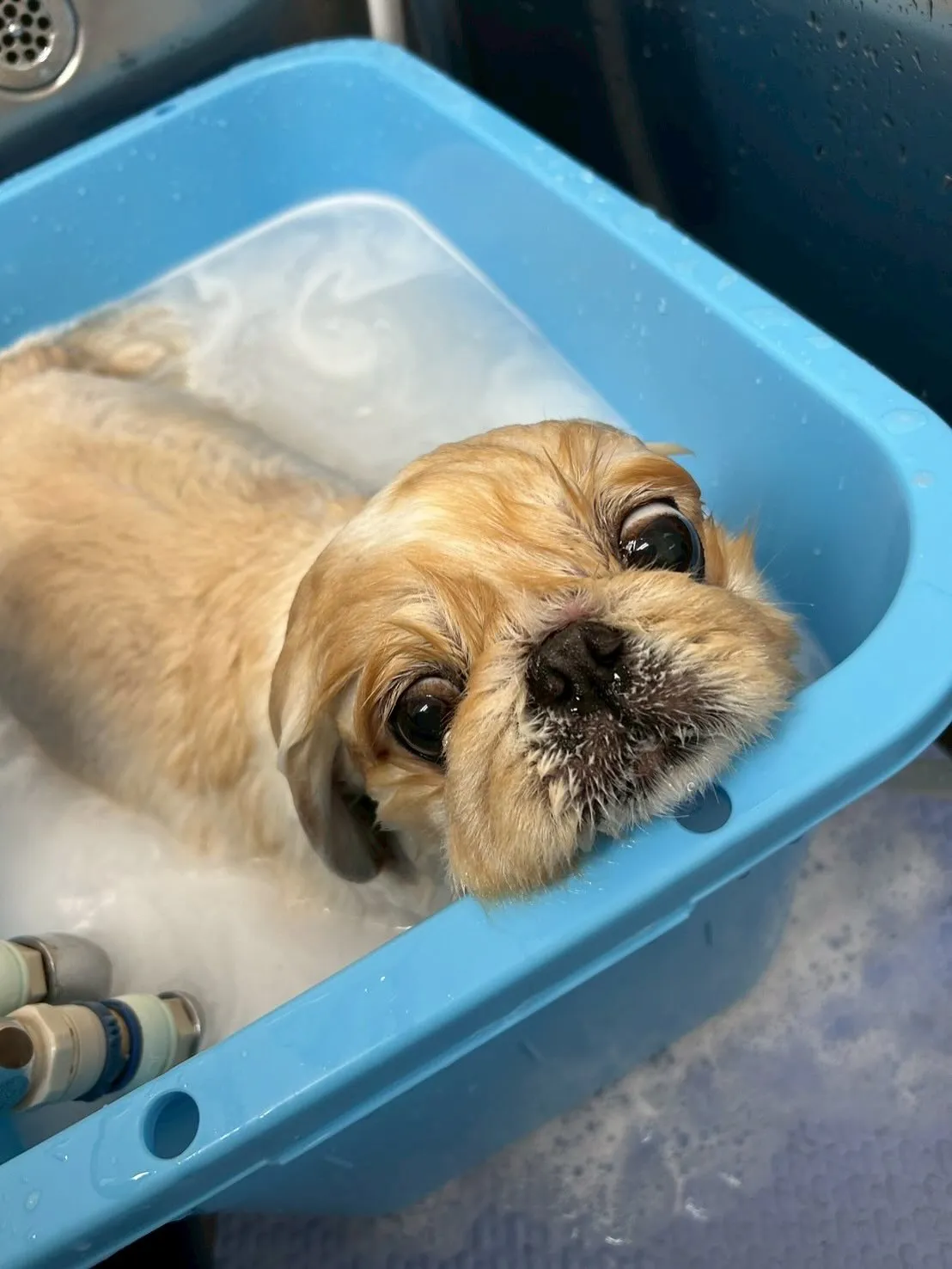 犬のトリミング✂️