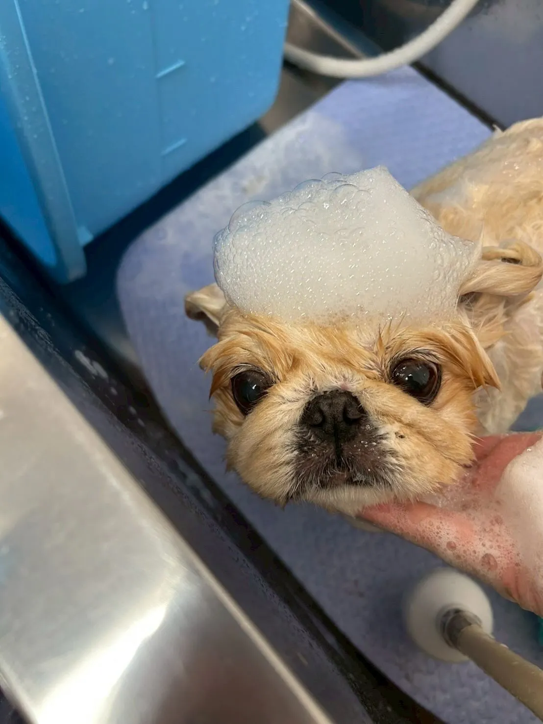 犬のトリミング✂️