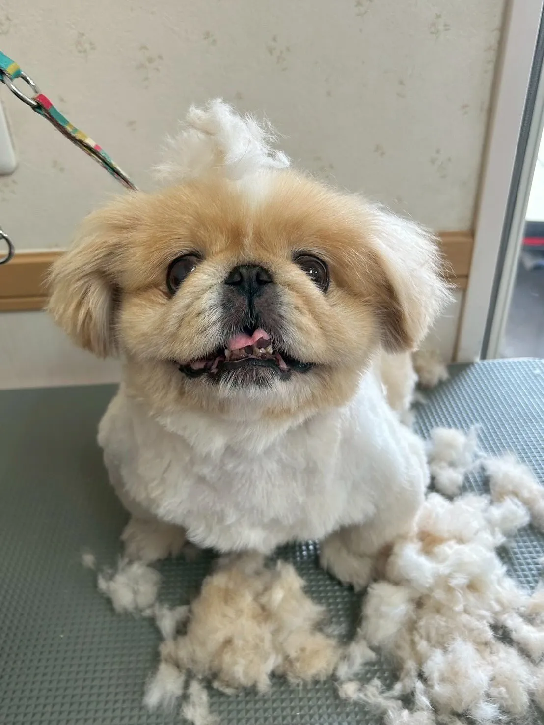 犬のトリミング✂️