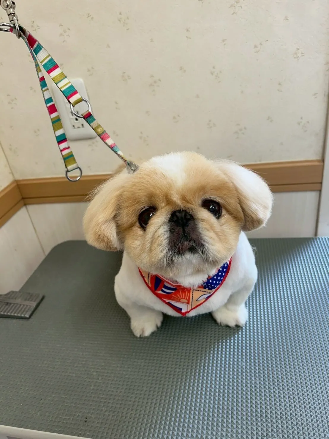 犬のトリミング✂️
