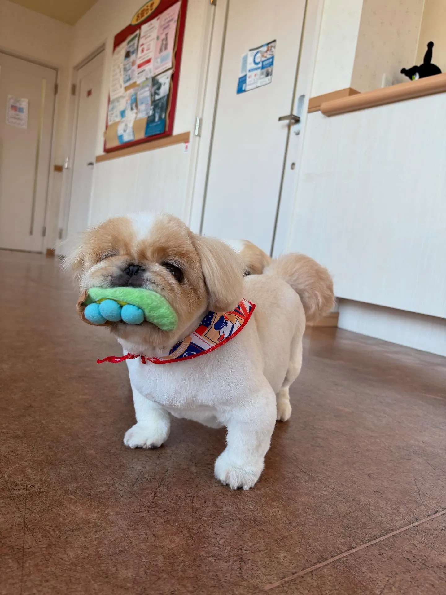 犬のトリミング✂️