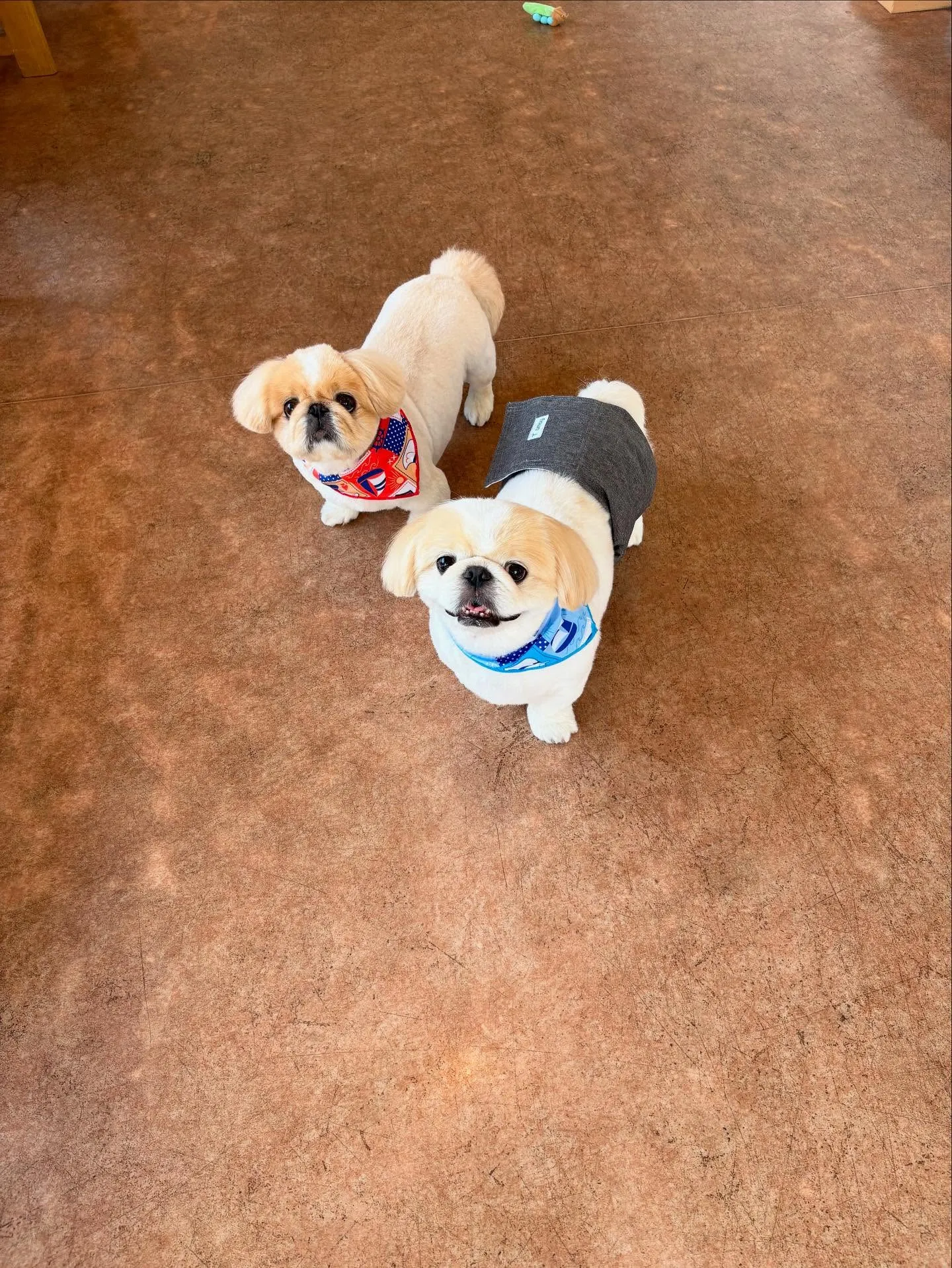 犬のトリミング✂️