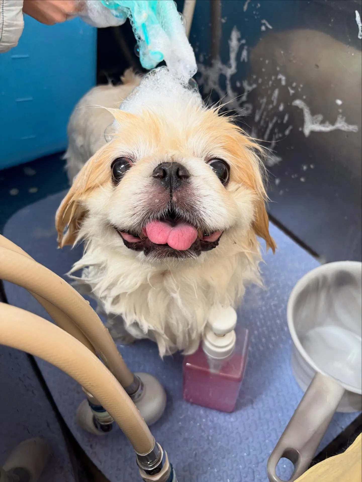 犬のトリミング✂️